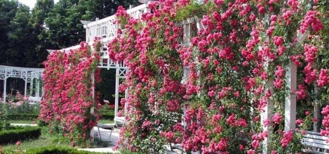 Rozelor Appartement *